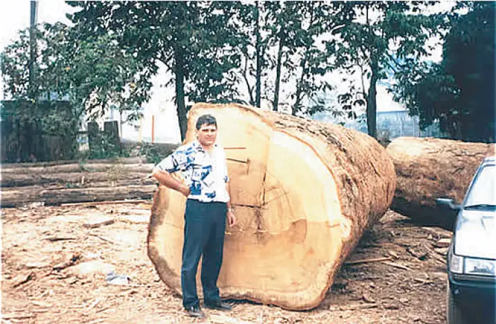 TRUNK WOOD CUT SELECTION ON THE REGIONS NORTH AND CENTER-WEST OF THE COUNTRY